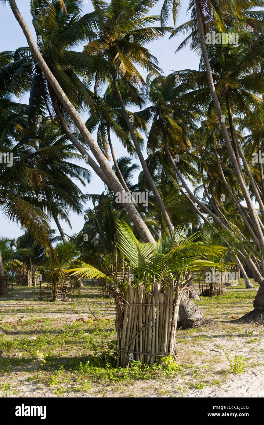 Jeune cocotier (Cocos nucifera) Protégés de chèvres mangeant la glacerie village côte est de Zanzibar, Tanzanie Banque D'Images