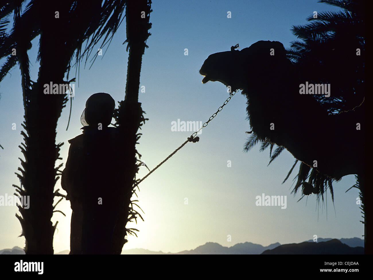 Désert du Sinaï, lieu d'un garçon avec des nomades bédouins arabes chameau. Banque D'Images