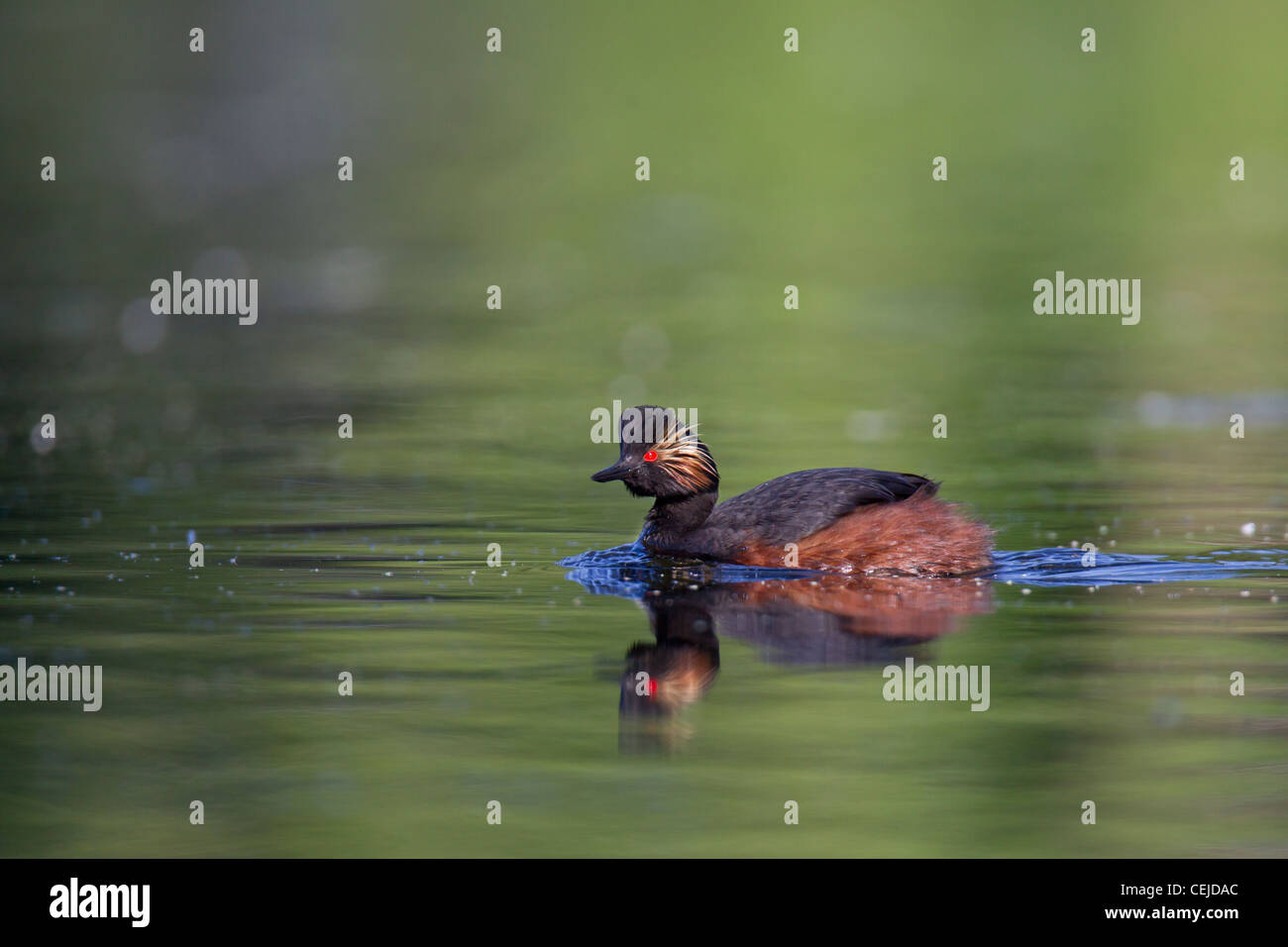 Schwarzhalstaucher, Podiceps nigricollis Grèbe à cou noir, Banque D'Images