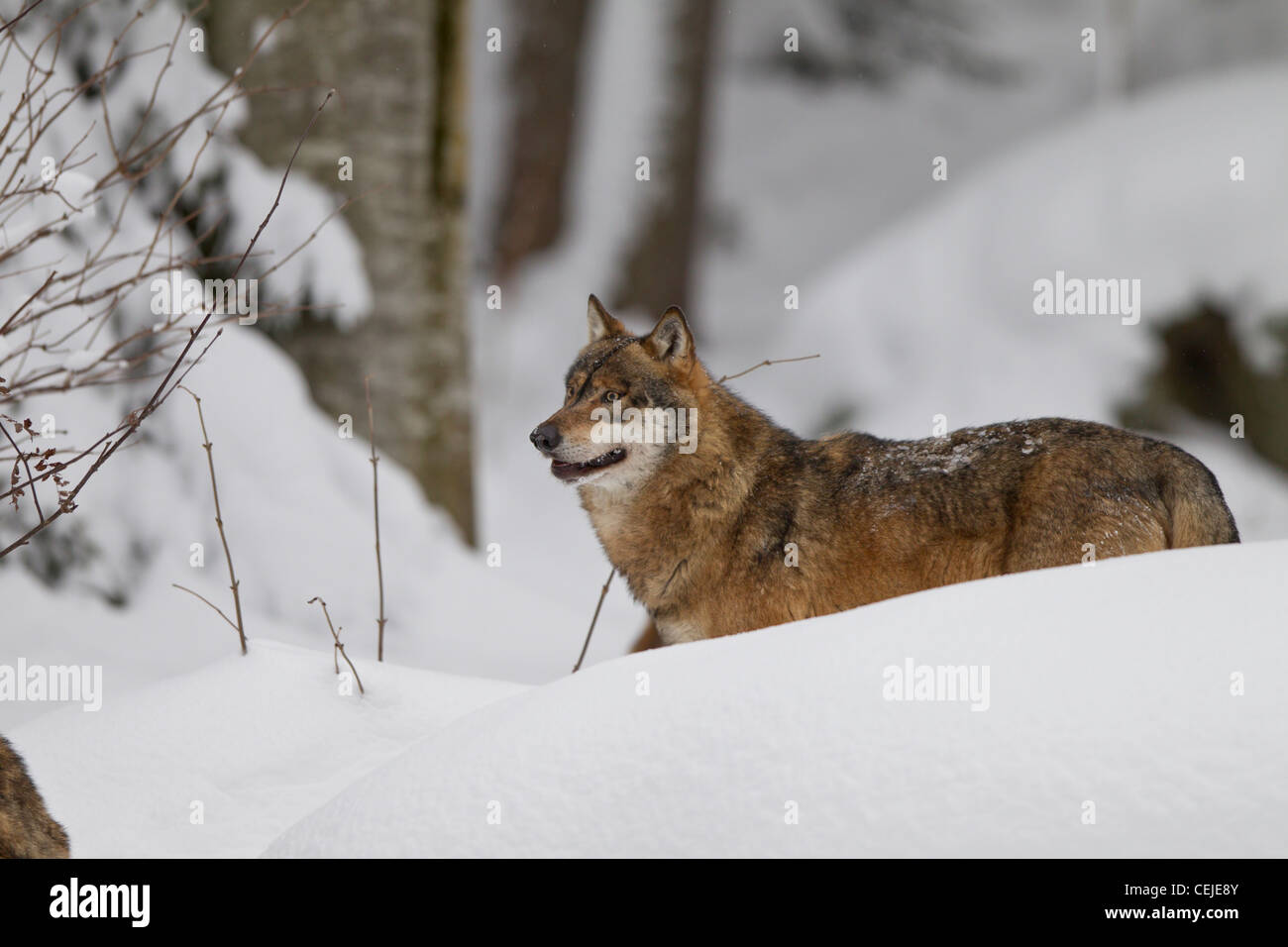 Loup, Canis lupus, loup gris Banque D'Images
