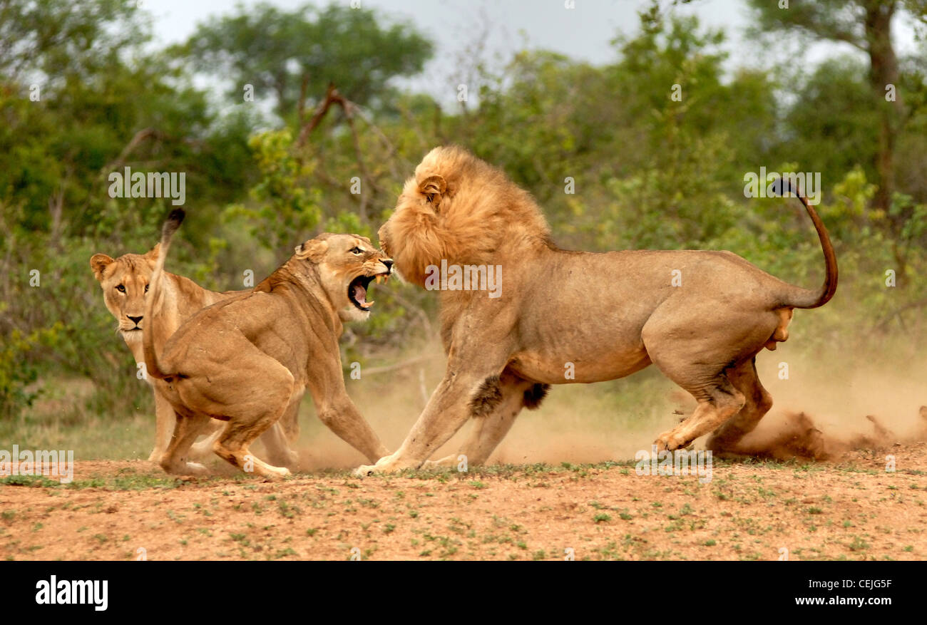 Combats de Lions Banque D'Images