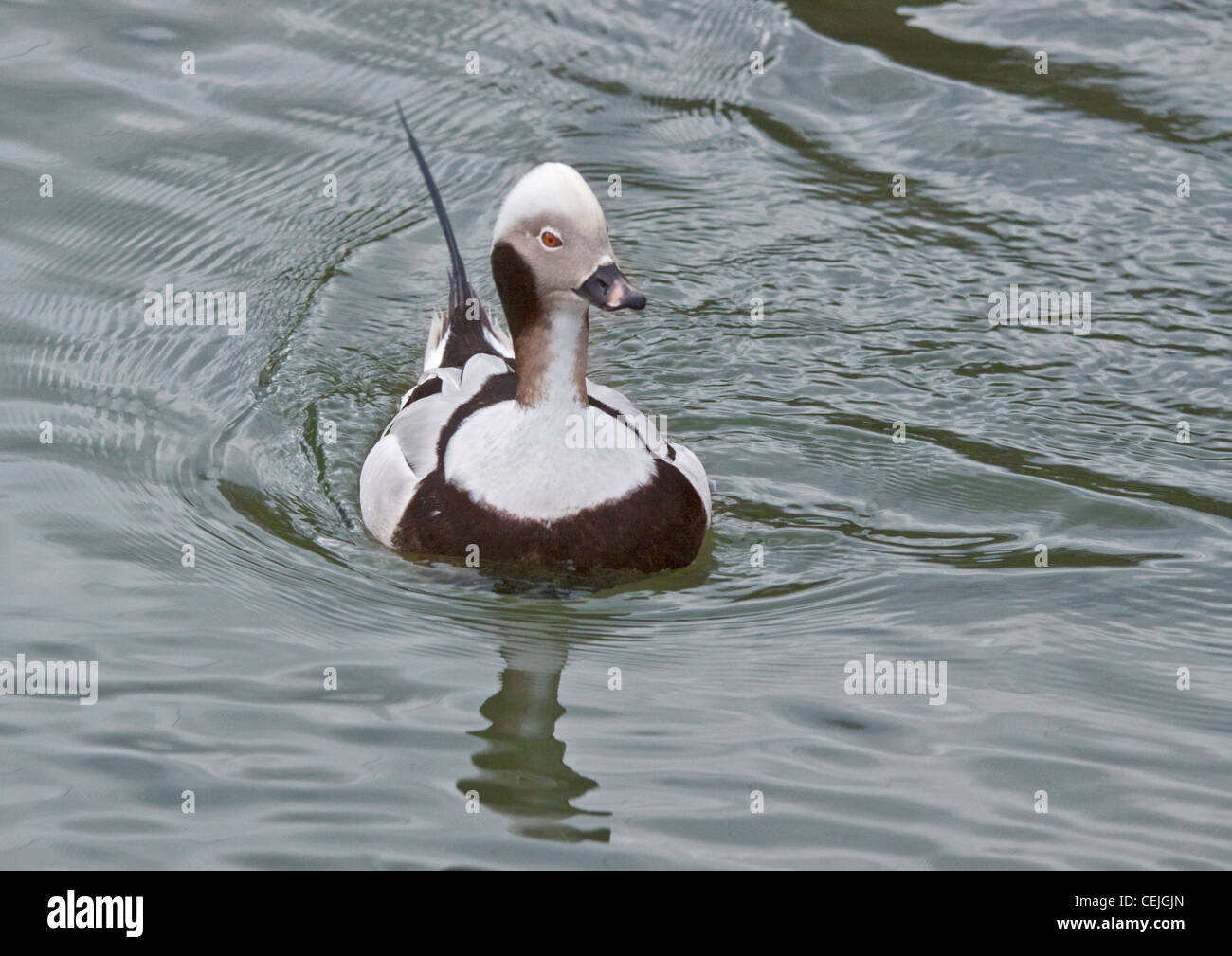 Canard longue (Clangula hyemalis) mâle Banque D'Images