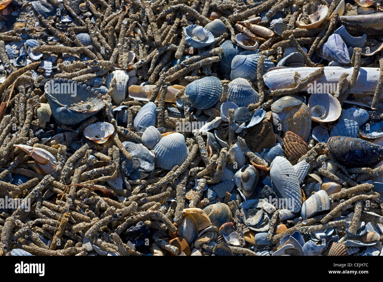 Les cas de vide (polychètes tubicoles ) parmi les obus sur une plage de la mer du Nord, Belgique Banque D'Images