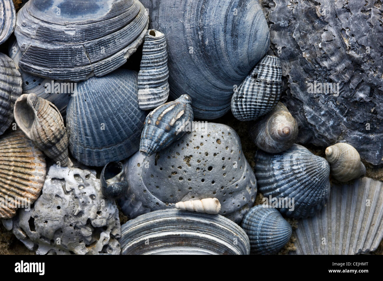 Couleur bleu coquilles fossilisées sur plage dans la baie de Heist, Knokke, Belgique Banque D'Images