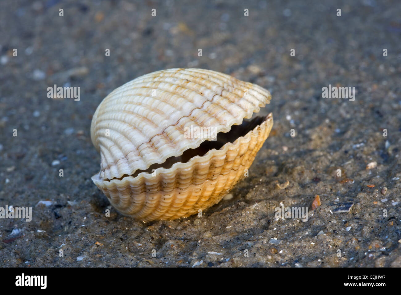 Common / coque (Cerastoderma edule comestibles / Cardium edule) shells on beach, Belgique Banque D'Images