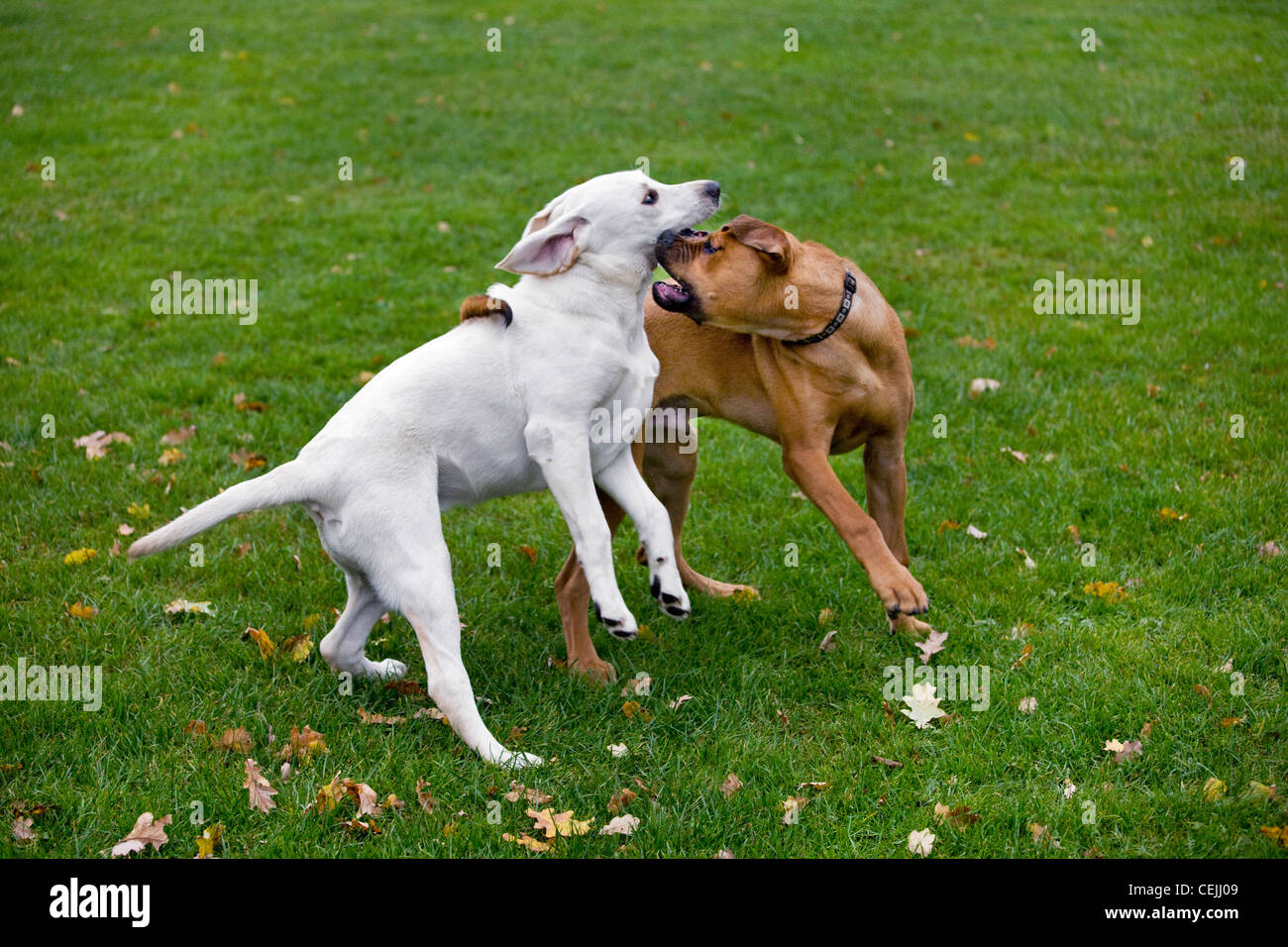 Les jeunes chiens (Canis lupus familiaris) s'amuser en jouant, pourchasser et de mordre l'un l'autre dans le jardin Banque D'Images