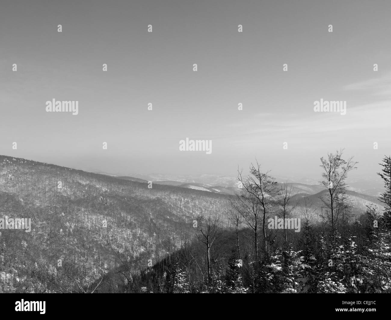 Des arbres sur les collines Sljeme par une journée d'hiver Banque D'Images