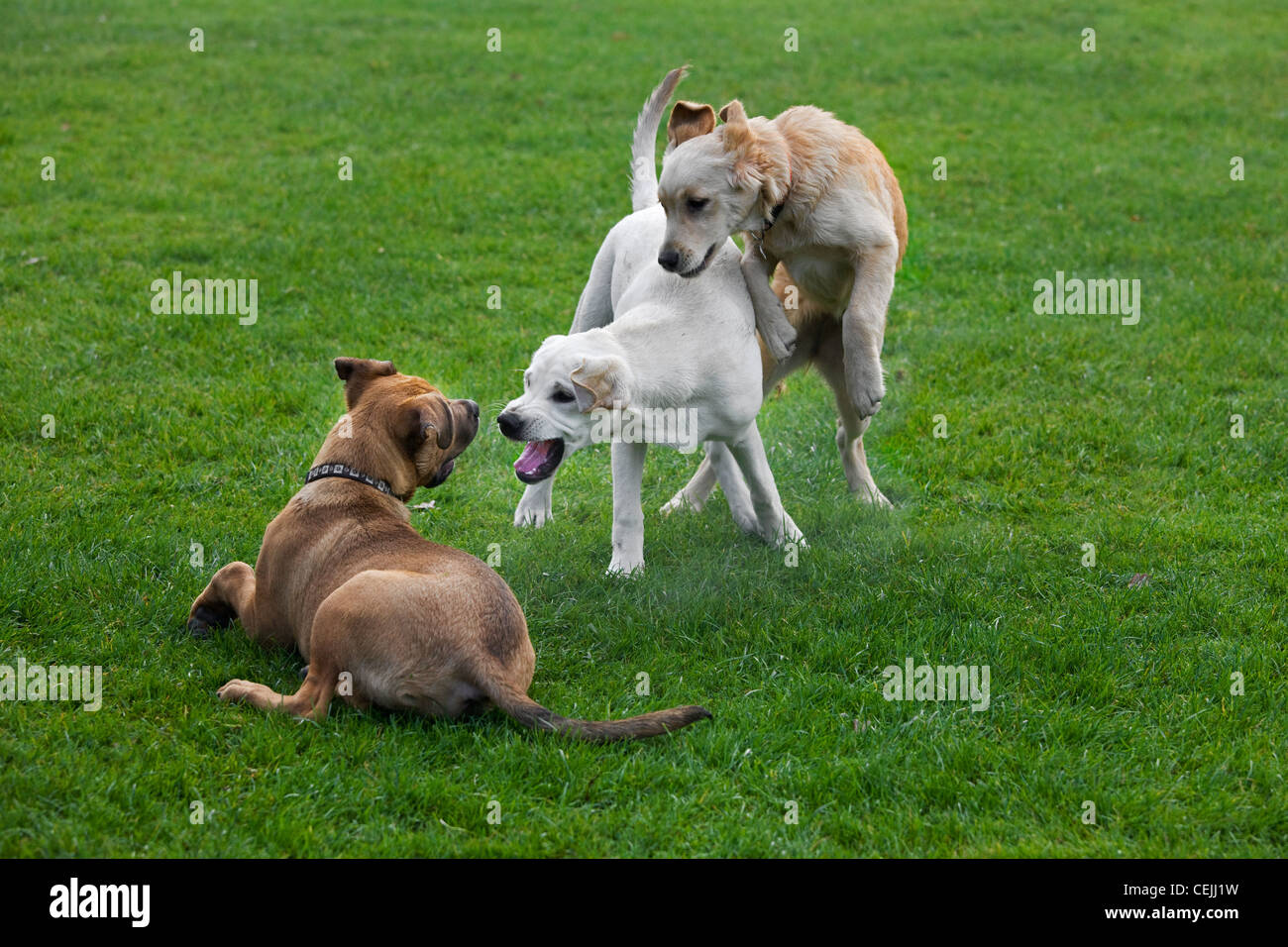 Les jeunes chiens (Canis lupus familiaris) s'amuser en jouant, pourchasser et de mordre l'un l'autre dans le jardin Banque D'Images