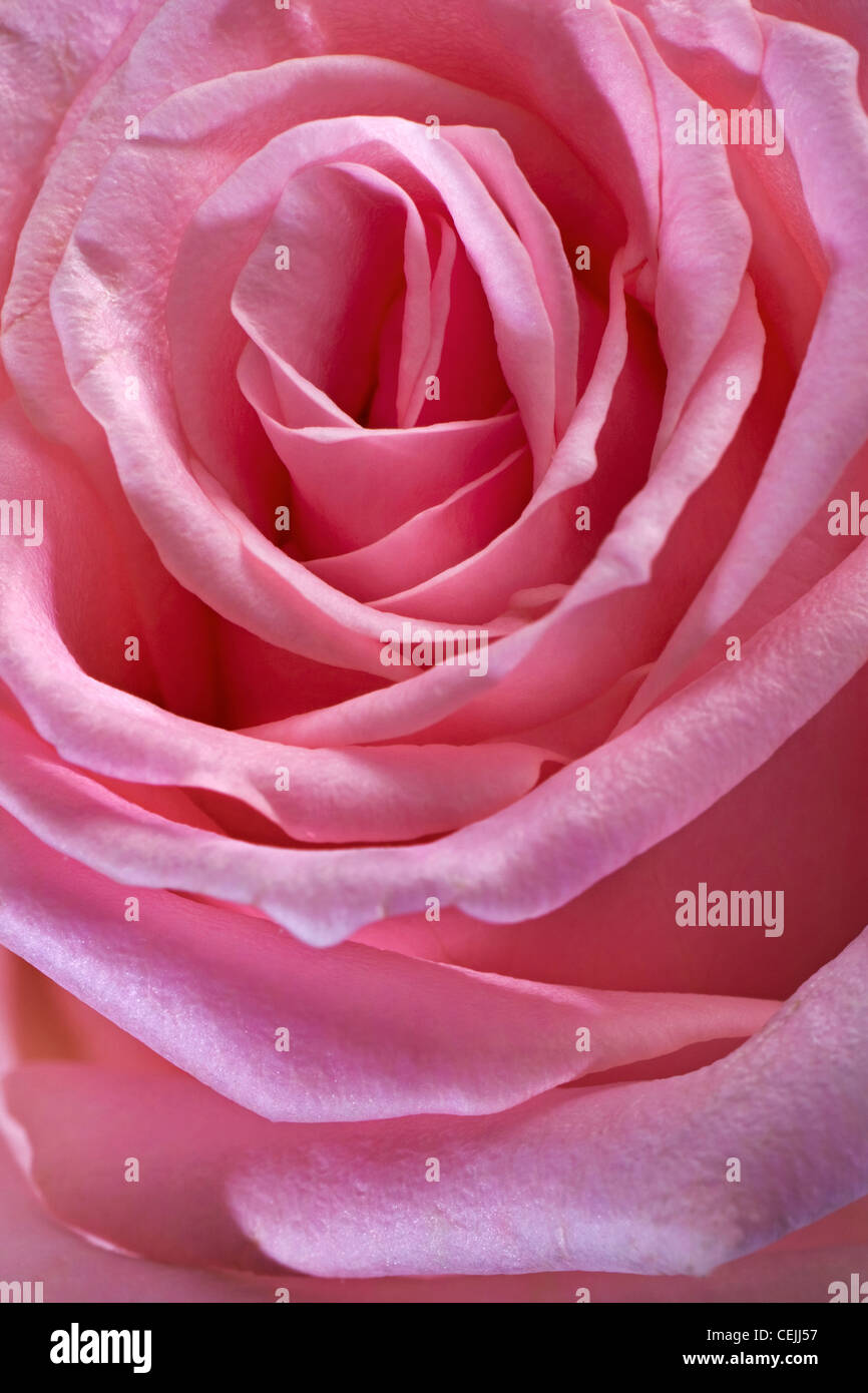 Rose rose close-up comme fleurs romantique Banque D'Images