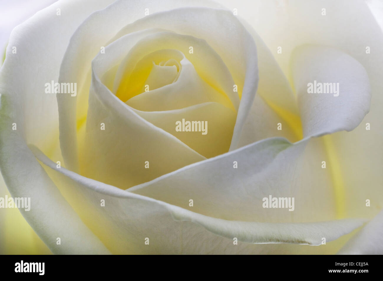 White Rose close-up comme fleurs romantique Banque D'Images