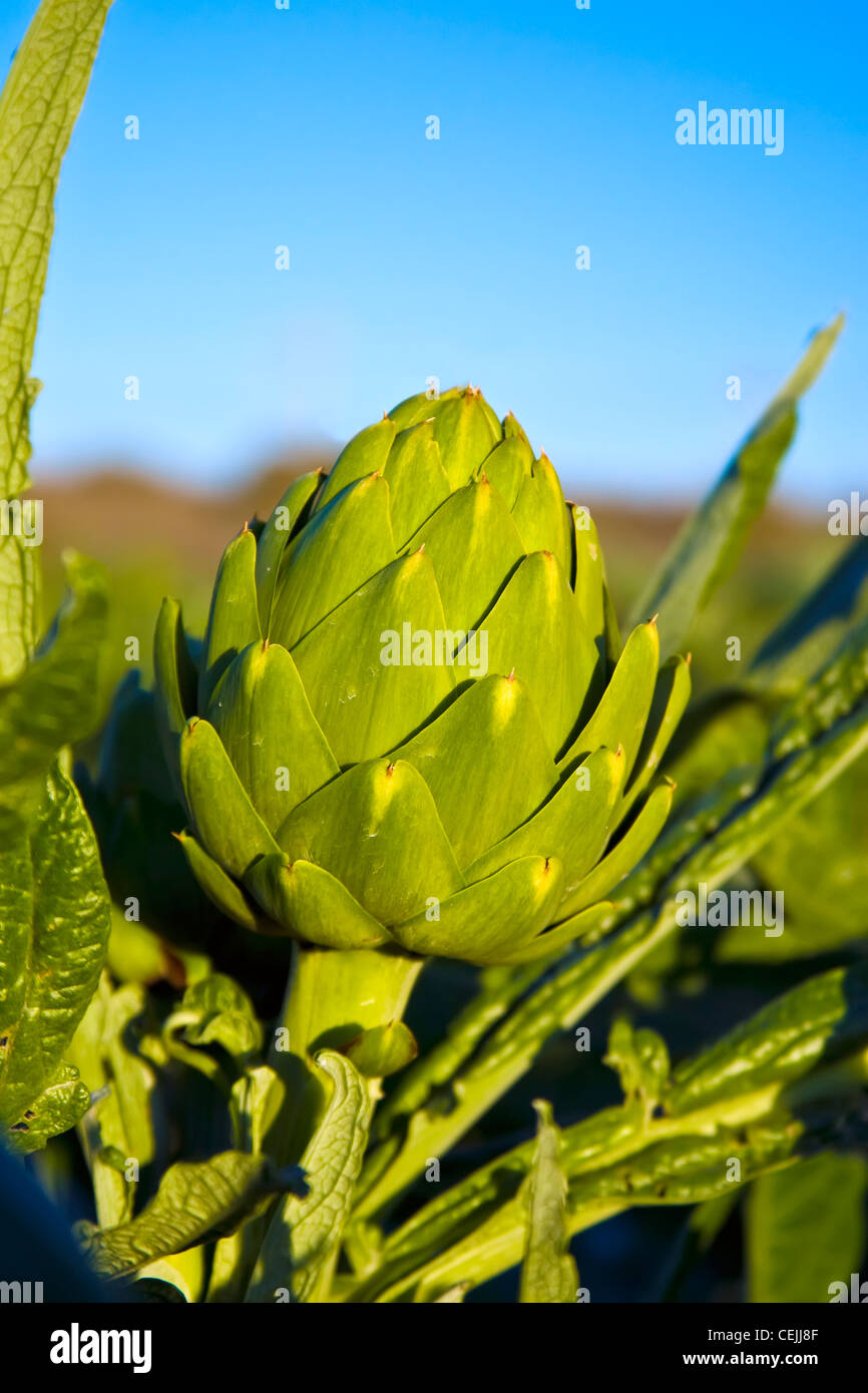 Agriculture - Closeup of a mature sur la plante d'artichaut / Castroville, Californie, USA. Banque D'Images