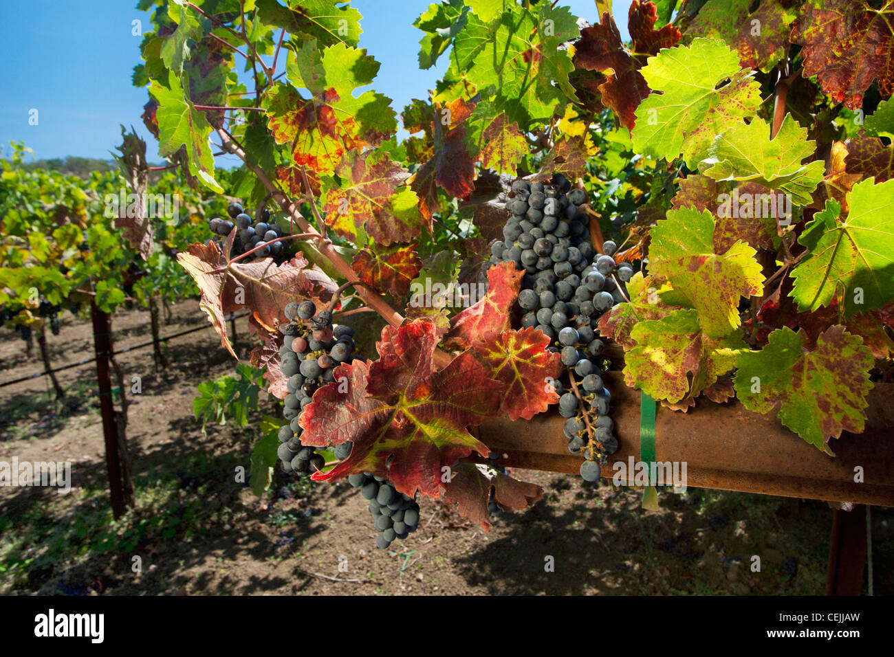 Agriculture - des grappes de raisin Zinfandel matures sur la vigne / Napa Valley, Californie, USA. Banque D'Images