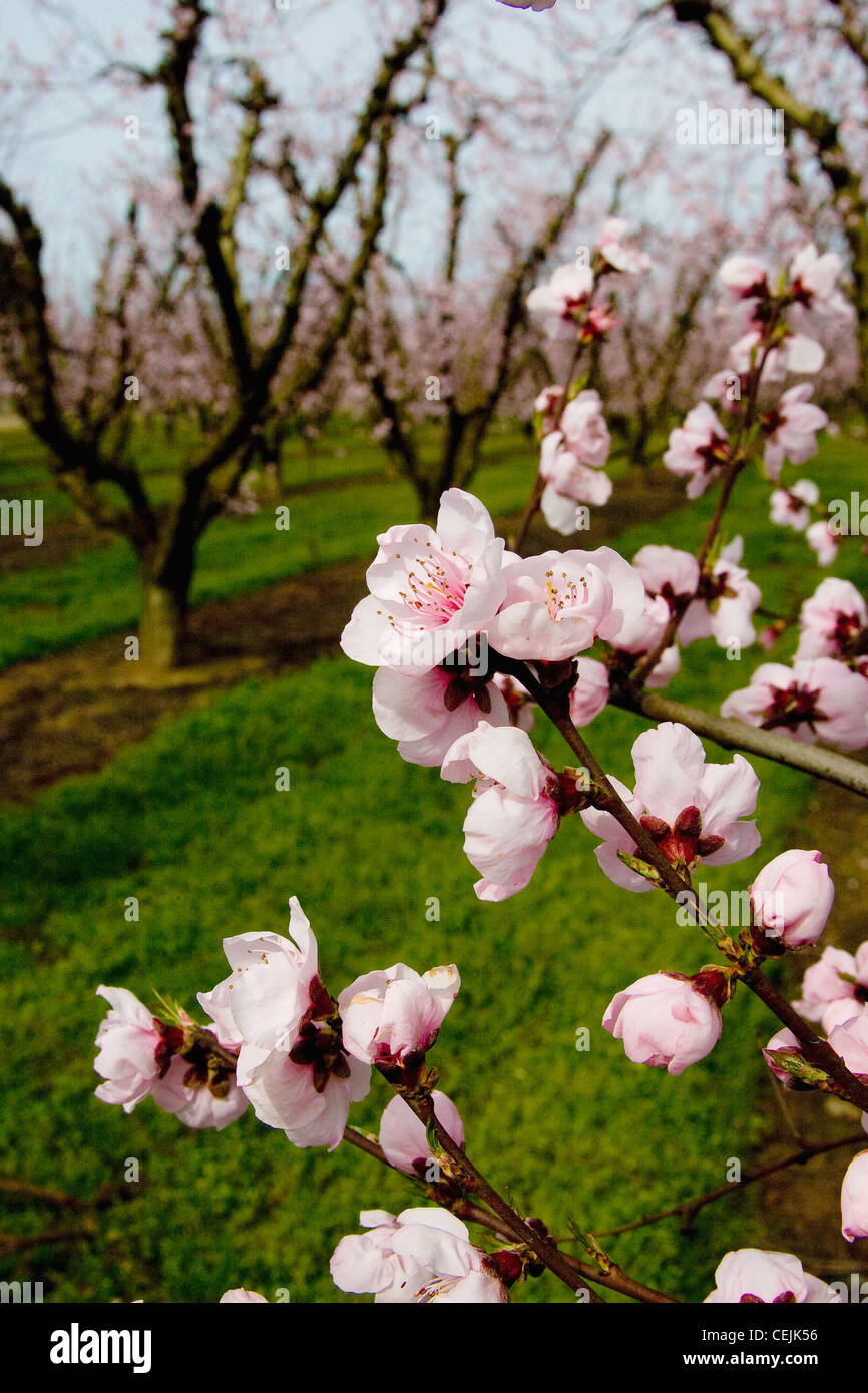 Agriculture - Closeup of Peach Blossoms avec le verger à l'arrière-plan / à proximité de Modesto, Californie, USA. Banque D'Images