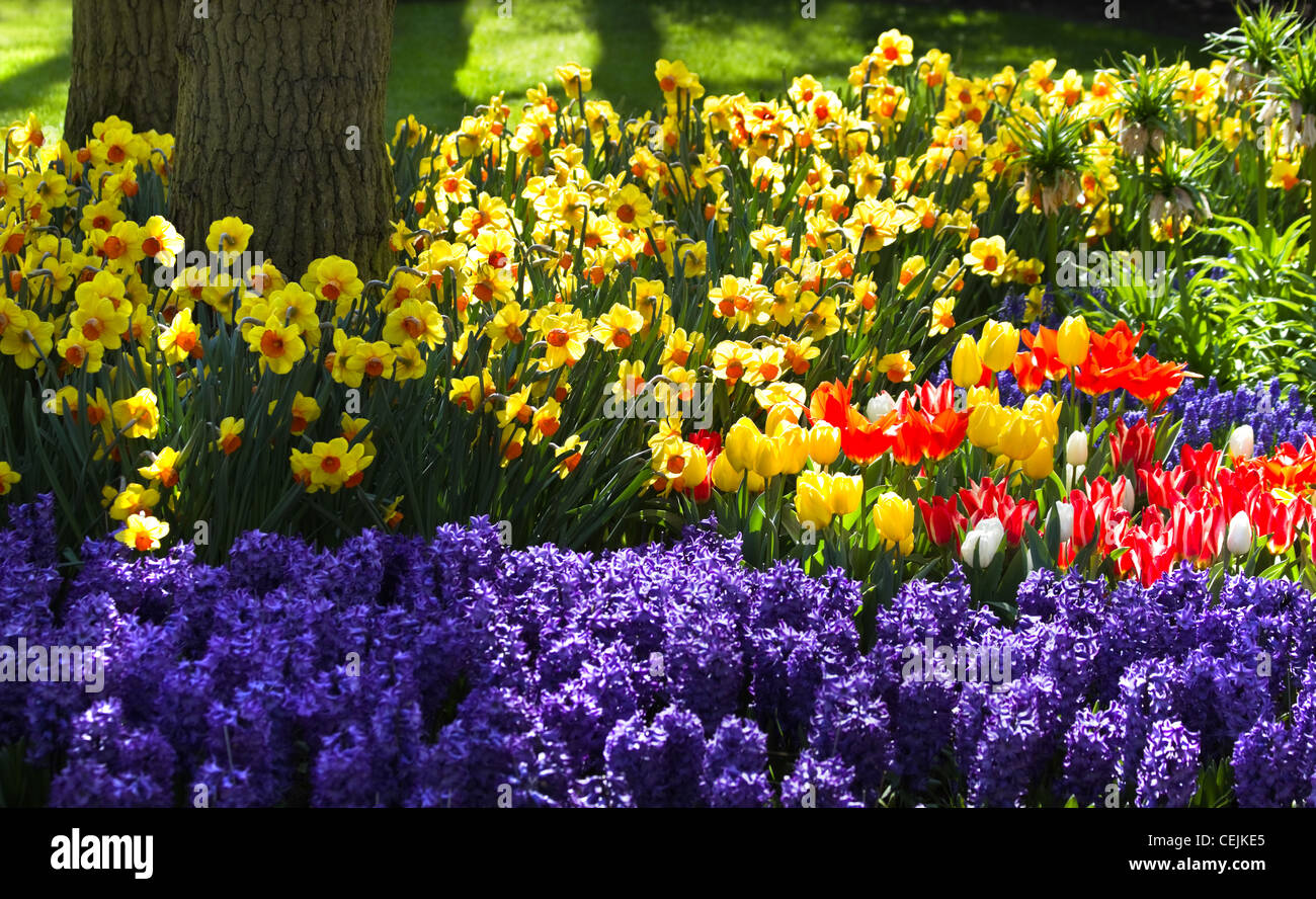 Les tulipes, les jacinthes et les jonquilles fleurissent dans jardin sous un arbre au printemps Banque D'Images