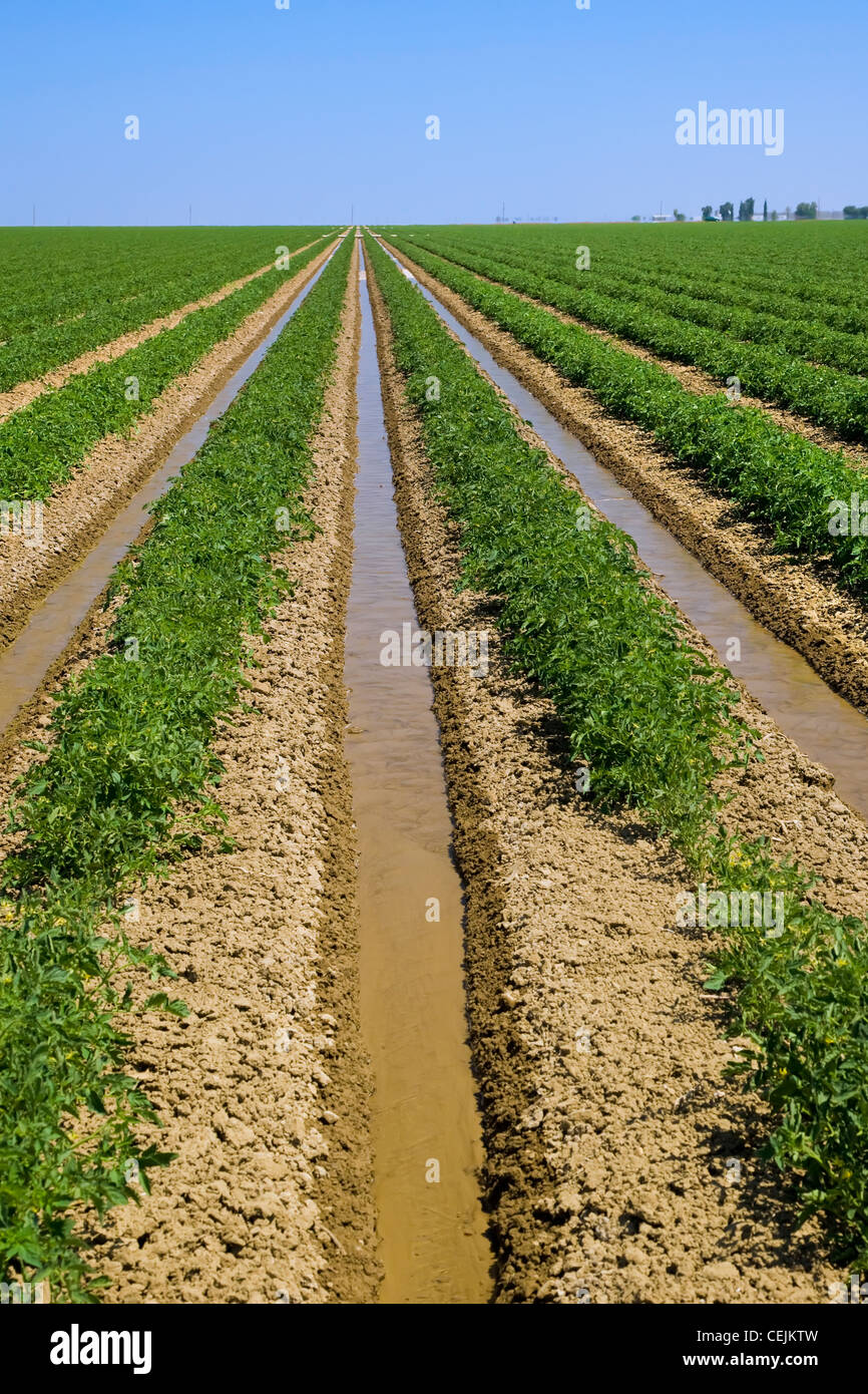 Agriculture - Domaine de début de saison, les tomates de transformation étant irriguées sillon / près de Firebaugh, California, USA. Banque D'Images