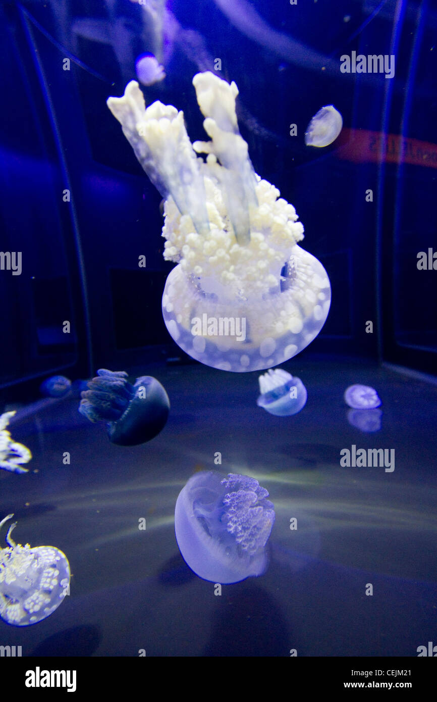 Une méduse dans un aquarium. Banque D'Images
