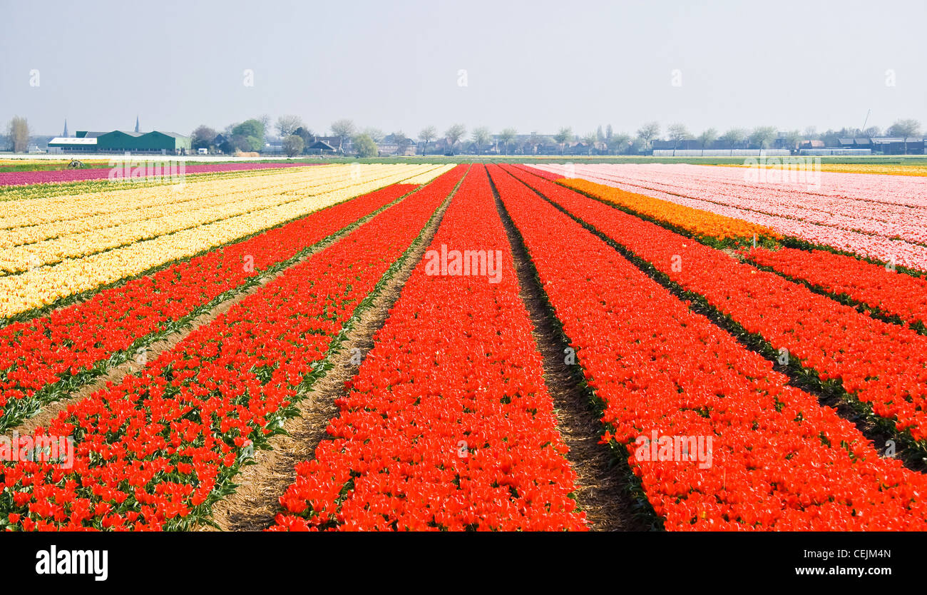 Fleurs de Printemps - Tulipfields avec de nombreuses couleurs en fleurs au printemps Banque D'Images