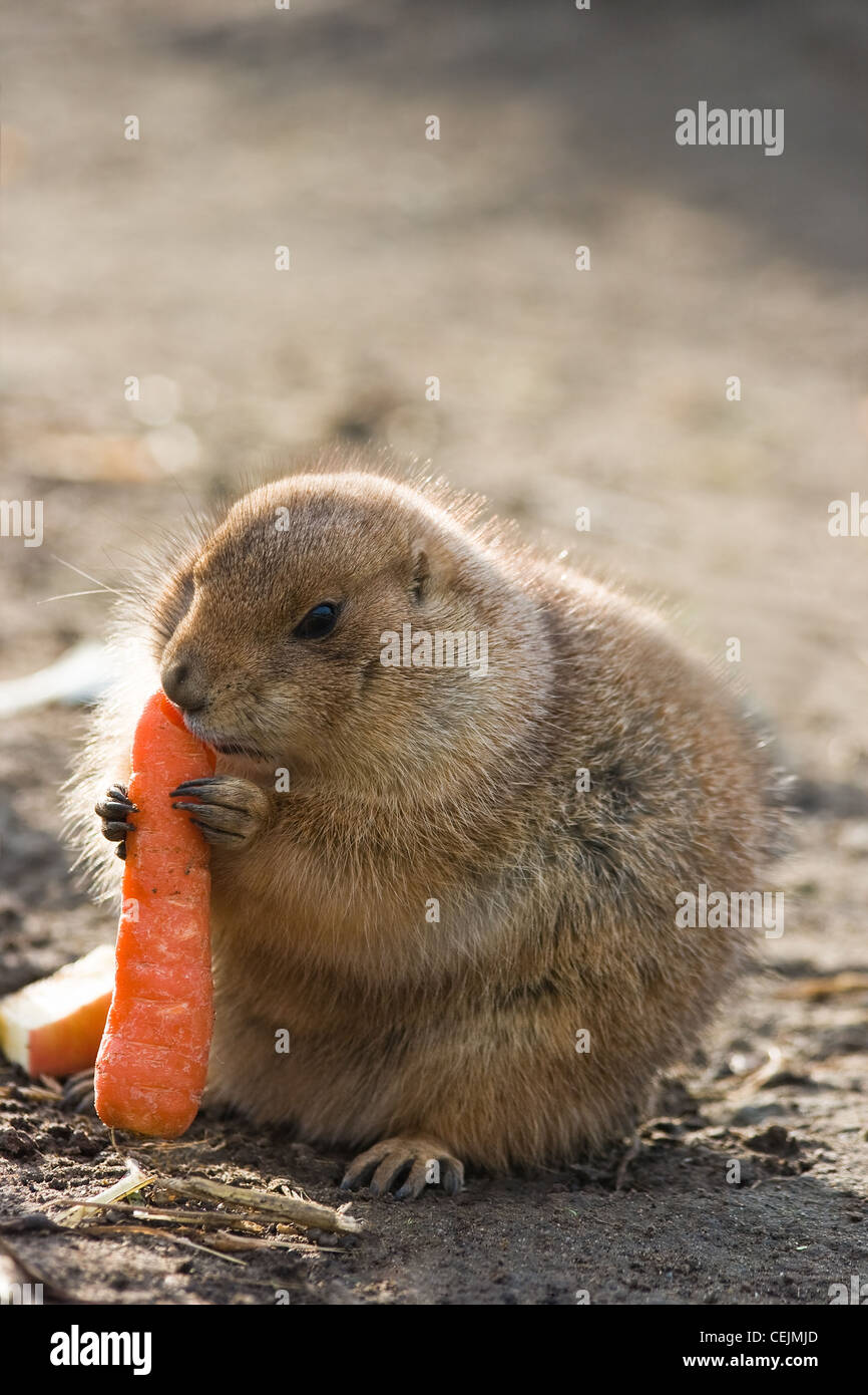 Prairie Dog ayant un bon repas avec une grosse carotte - vertical image Banque D'Images