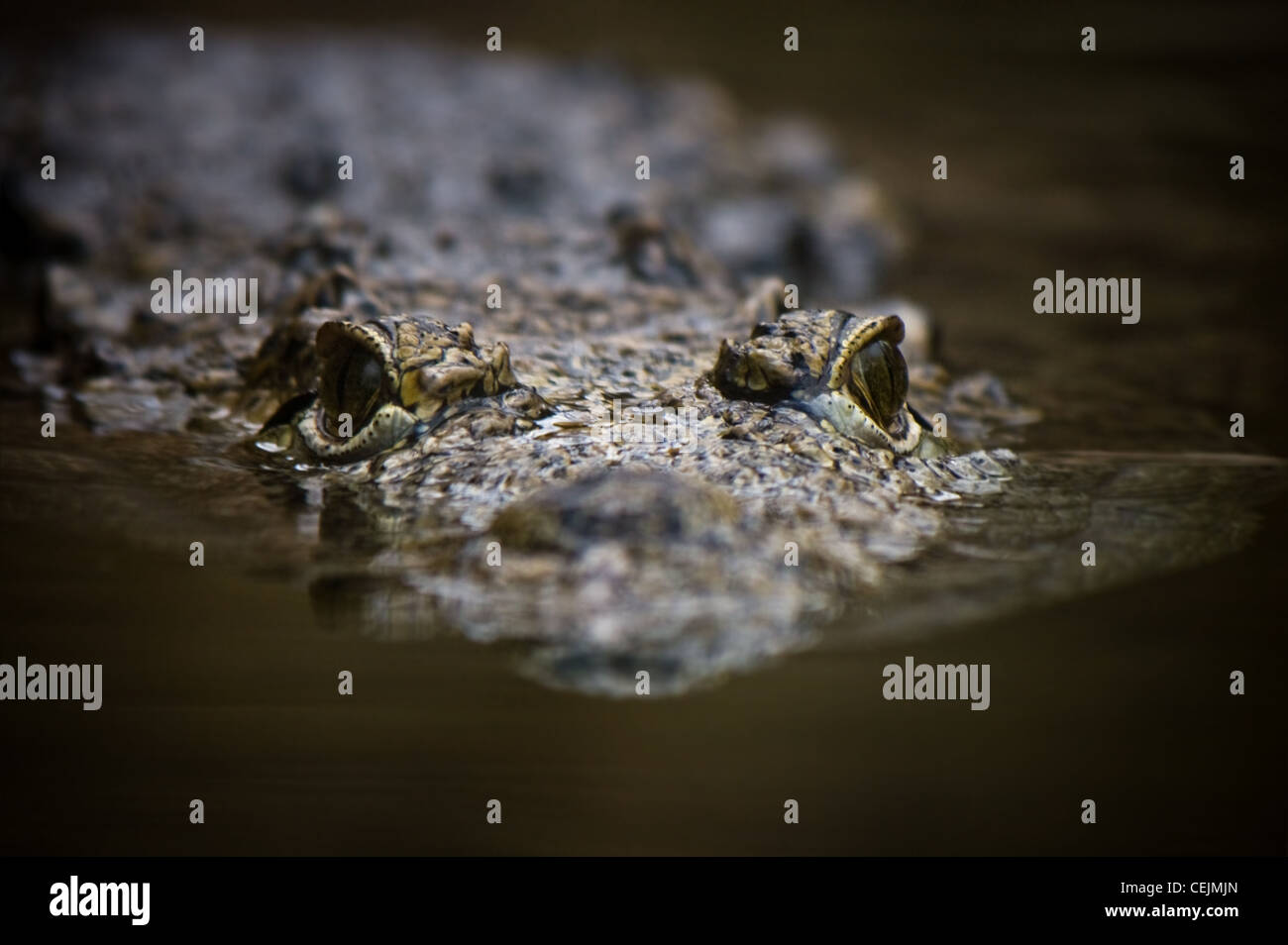 Grande piscine en crocodile fermer - horizontal image Banque D'Images