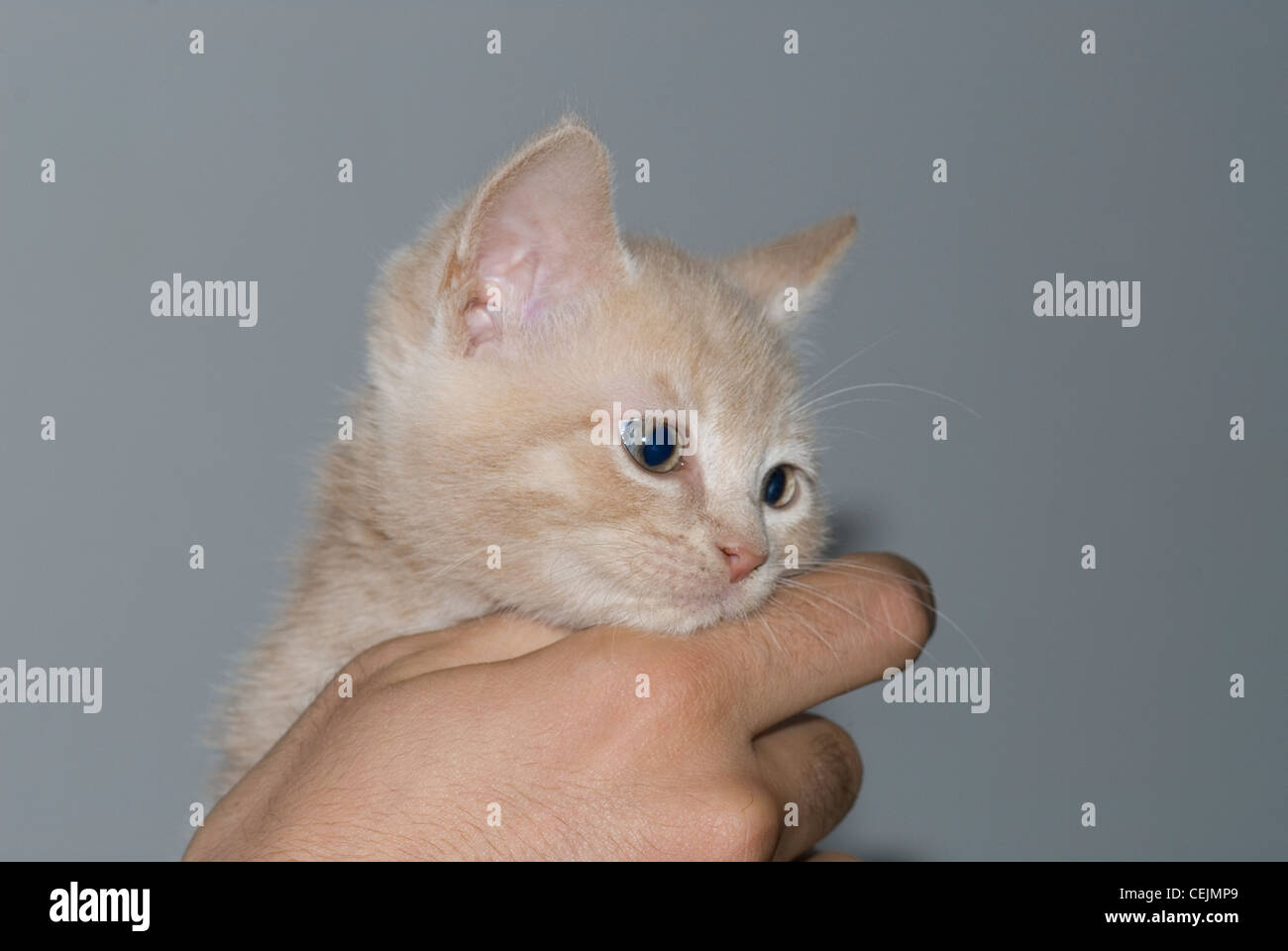 Chaton de couleur sable seulement une semaine Banque D'Images