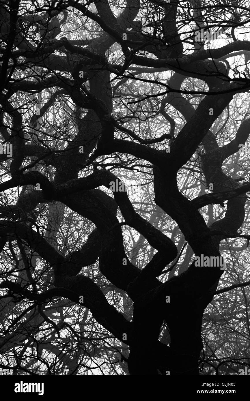 Chêne arbre dans la brume, Worcestershire, Angleterre, RU Banque D'Images