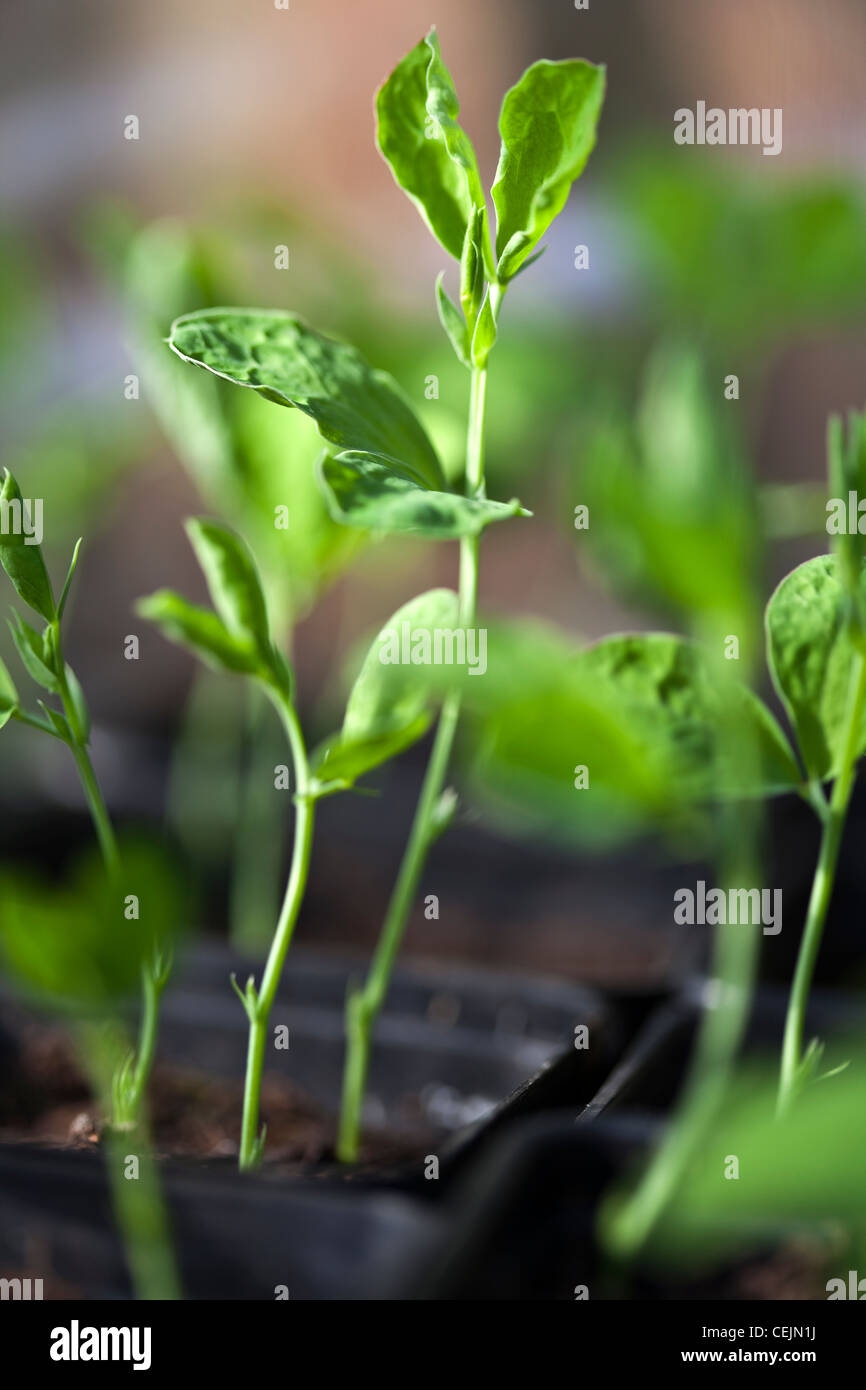 Pois de plus en plus de plants en pots à planter dans le jardin Banque D'Images