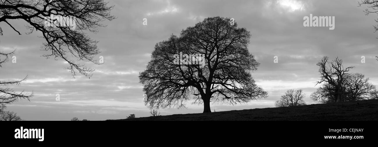 Panorama de l'arbre de chêne dans un parc d'hiver converties en noir et blanc, Herefordshire, Angleterre, RU Banque D'Images