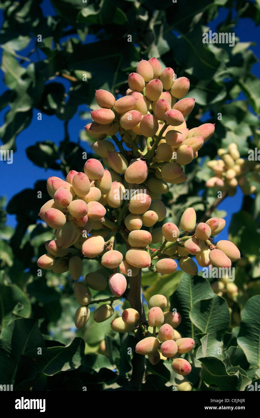 Agriculture - Grappe de pistaches de maturation sur l'arbre / Vallée de San Joaquin, en Californie, USA. Banque D'Images
