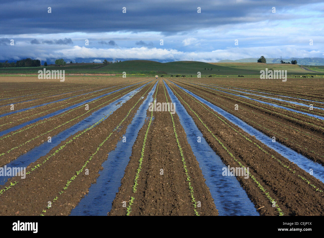 Agriculture - Domaine de la plante de tournesol semis étant irriguées sillon / Californie, USA. Banque D'Images