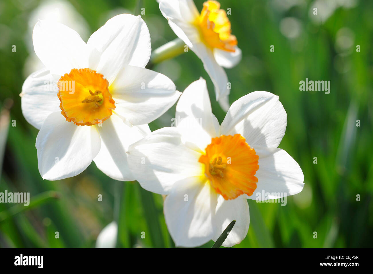 Image de détail jonquilles blanc Banque D'Images