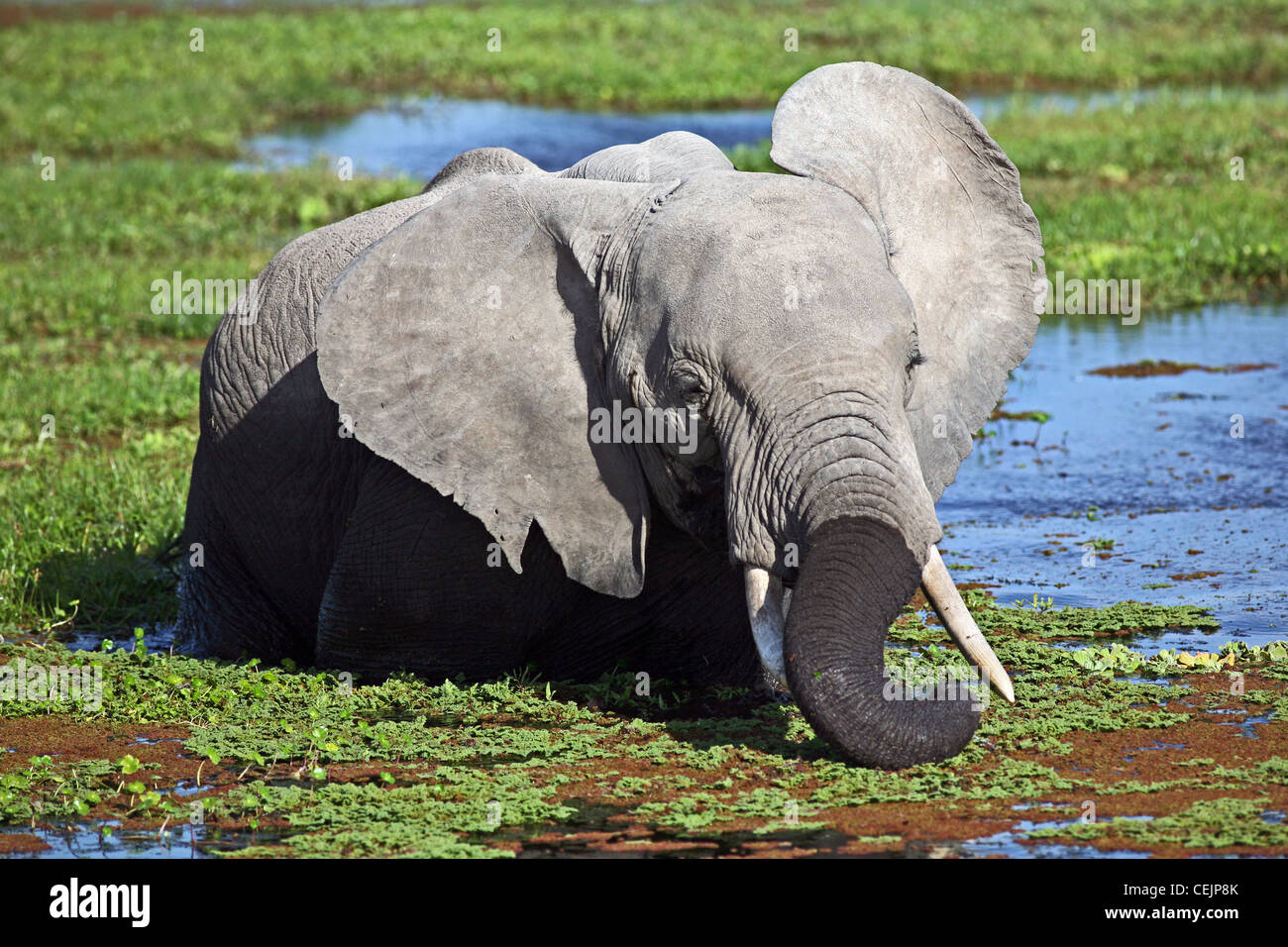 Éléphant dans un marais, le Parc national Amboseli, Kenya, Afrique de l'Est. Banque D'Images