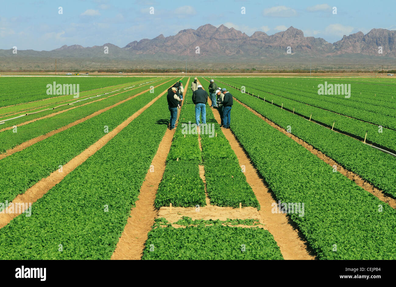 Agriculture - un groupe de compagnie de semences commerciaux sur le terrain à inspecter une parcelle d'essai d'épinards à un essai de semences / Dome Valley, Arizona, USA. Banque D'Images