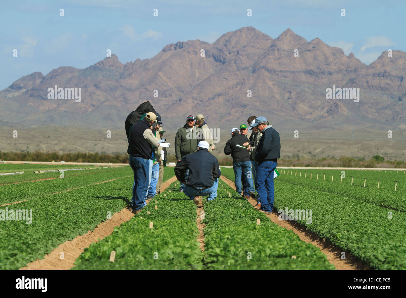 Agriculture - un groupe de compagnie de semences commerciaux sur le terrain à inspecter une parcelle d'essai d'épinards à un essai de semences / Dome Valley, Arizona, USA. Banque D'Images