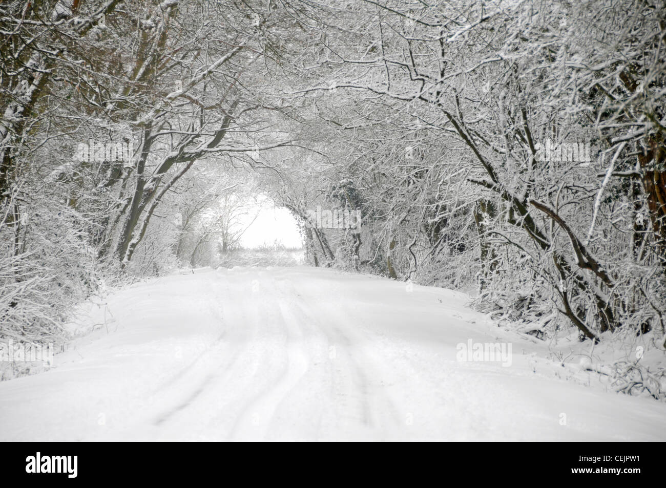 Neige scène météo étroite route de campagne après la neige en dessous Tunnel d'arbres enneigés dans le pays des merveilles d'hiver Brentwood Essex Angleterre Royaume-Uni Banque D'Images