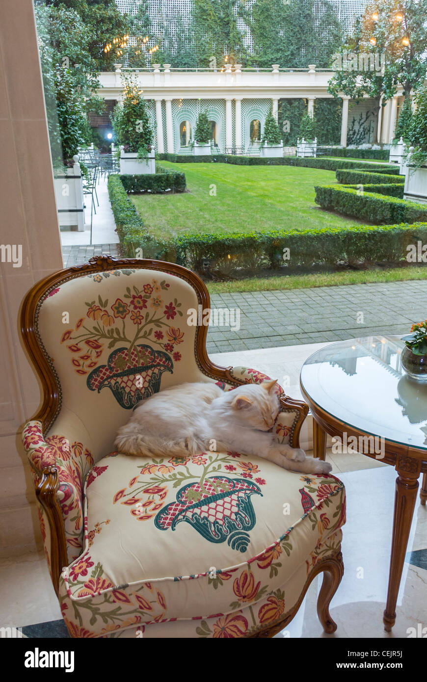 Paris, France, Chat de maison dormir sur chaise ancienne, à l'intérieur de l'hôtel de luxe Le Bristol, 'couloir', avec une fenêtre, plaqués intérieur de l'hôtel Banque D'Images