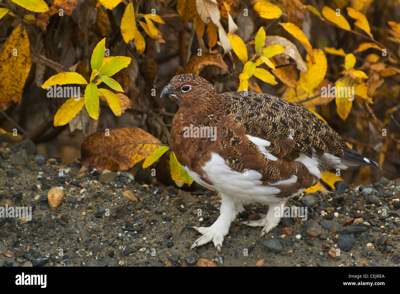 Ce Lagopède commence à changer son plumage à partir de l'été à front blanc hiver Alaska Denali National Park Banque D'Images