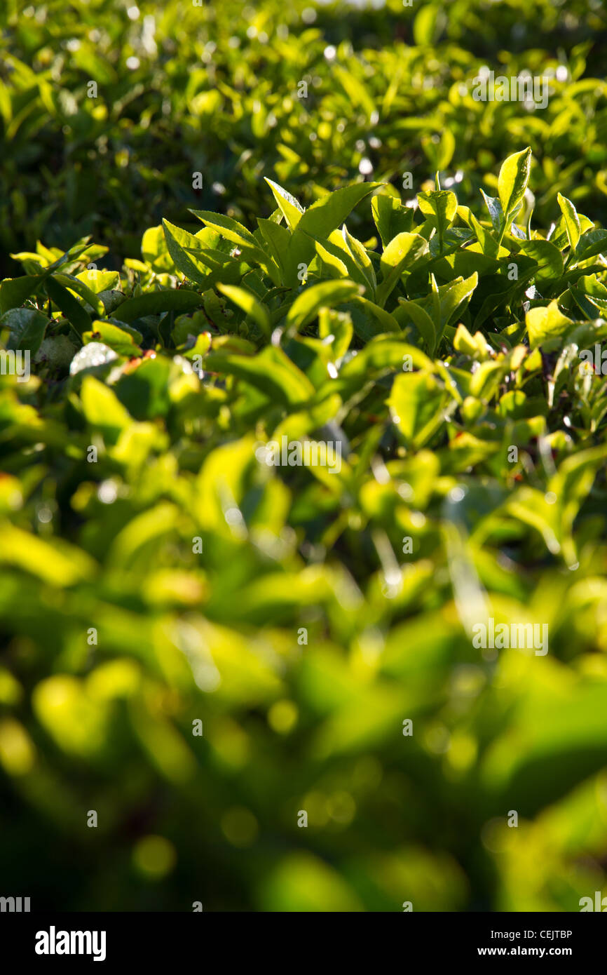 Détails de thé de Munnar, Inde Banque D'Images