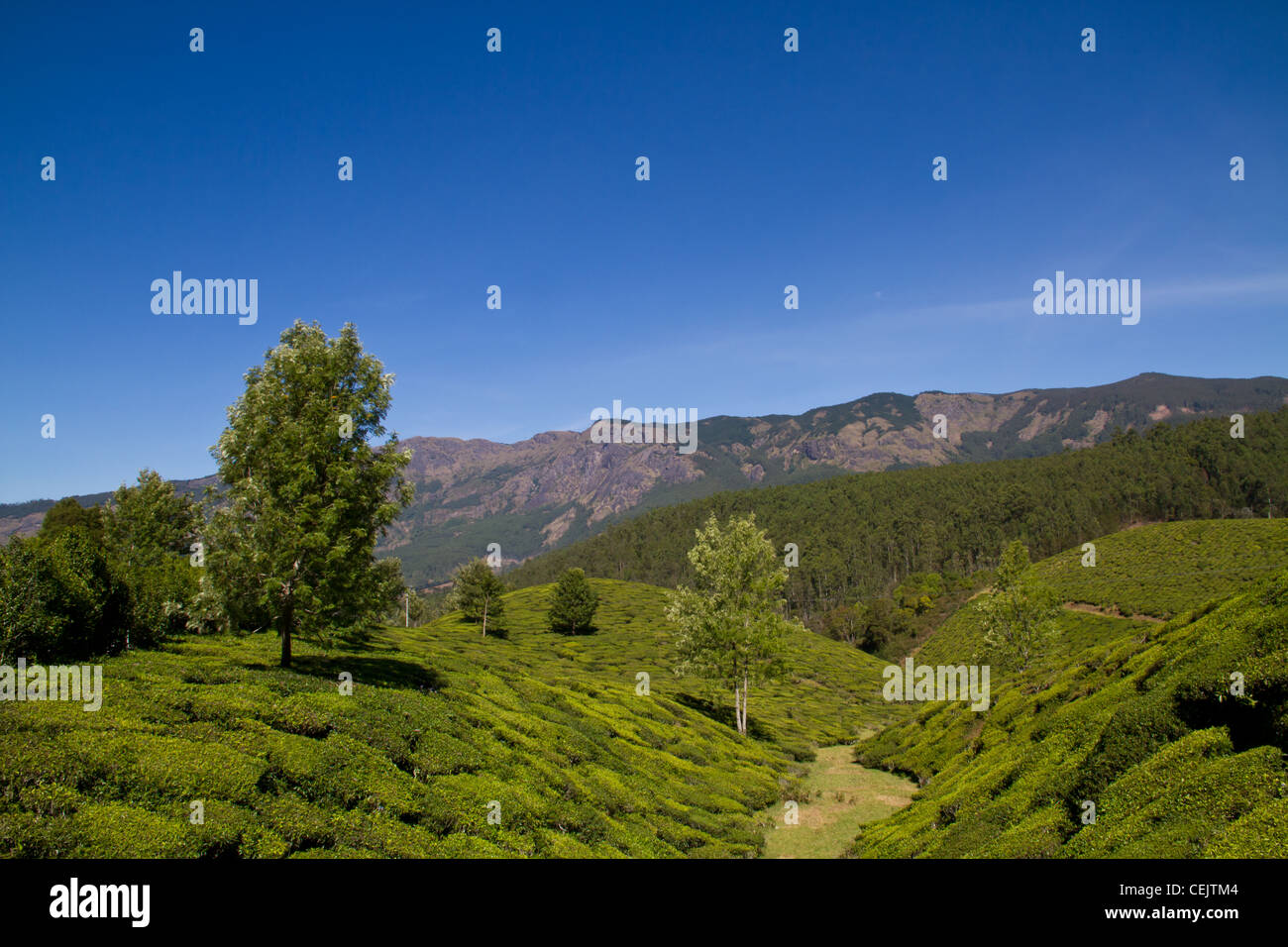 Détails de thé de Munnar, Inde Banque D'Images