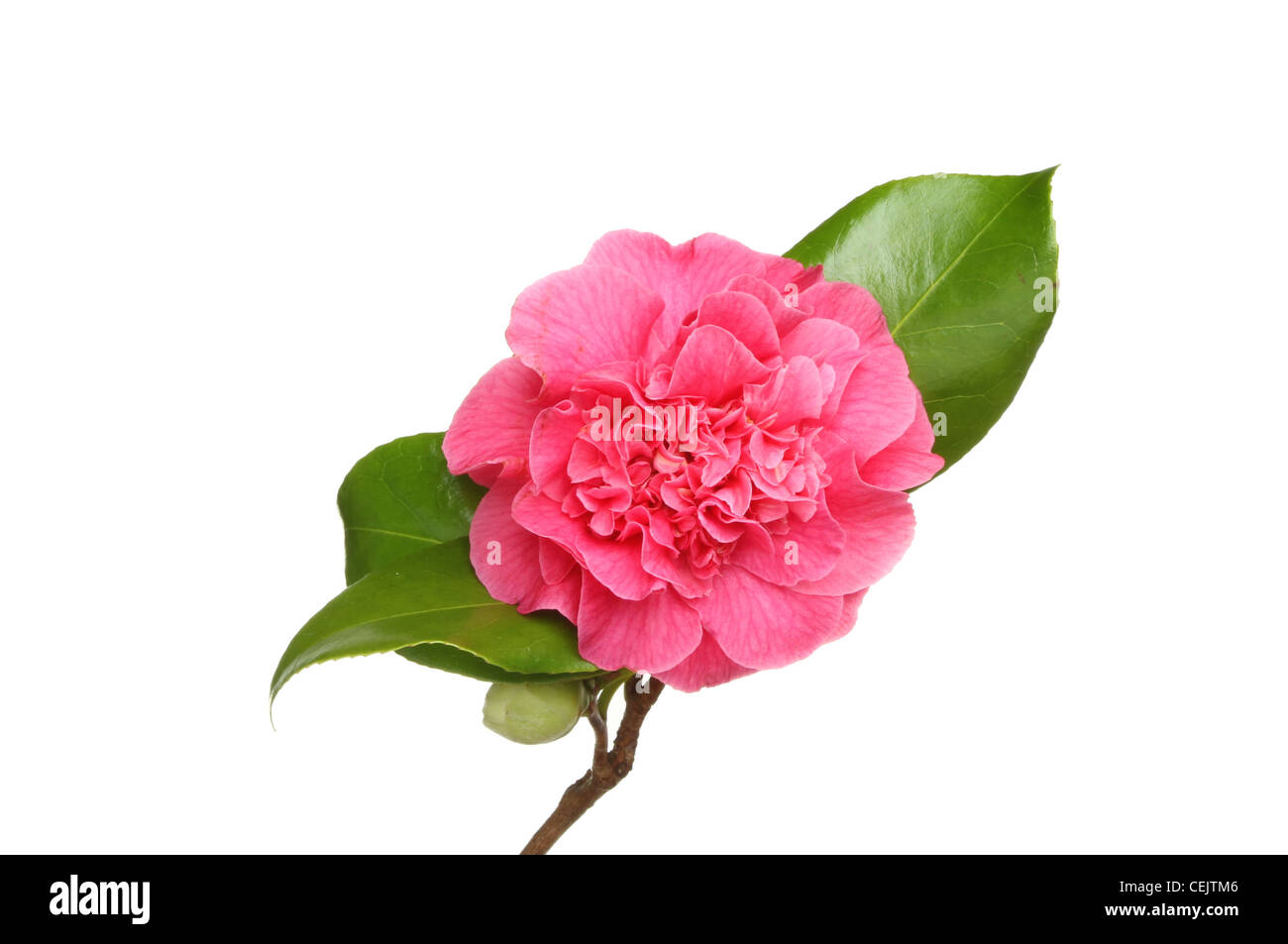 Fleur de camélia rouge et blanc contre isolé feuillage Banque D'Images