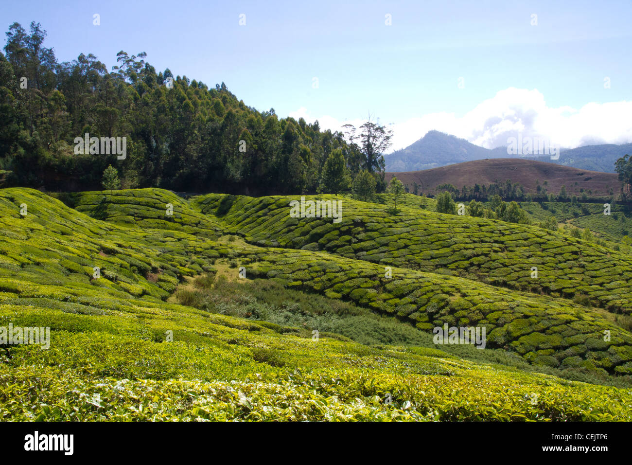 Détails de thé de Munnar, Inde Banque D'Images