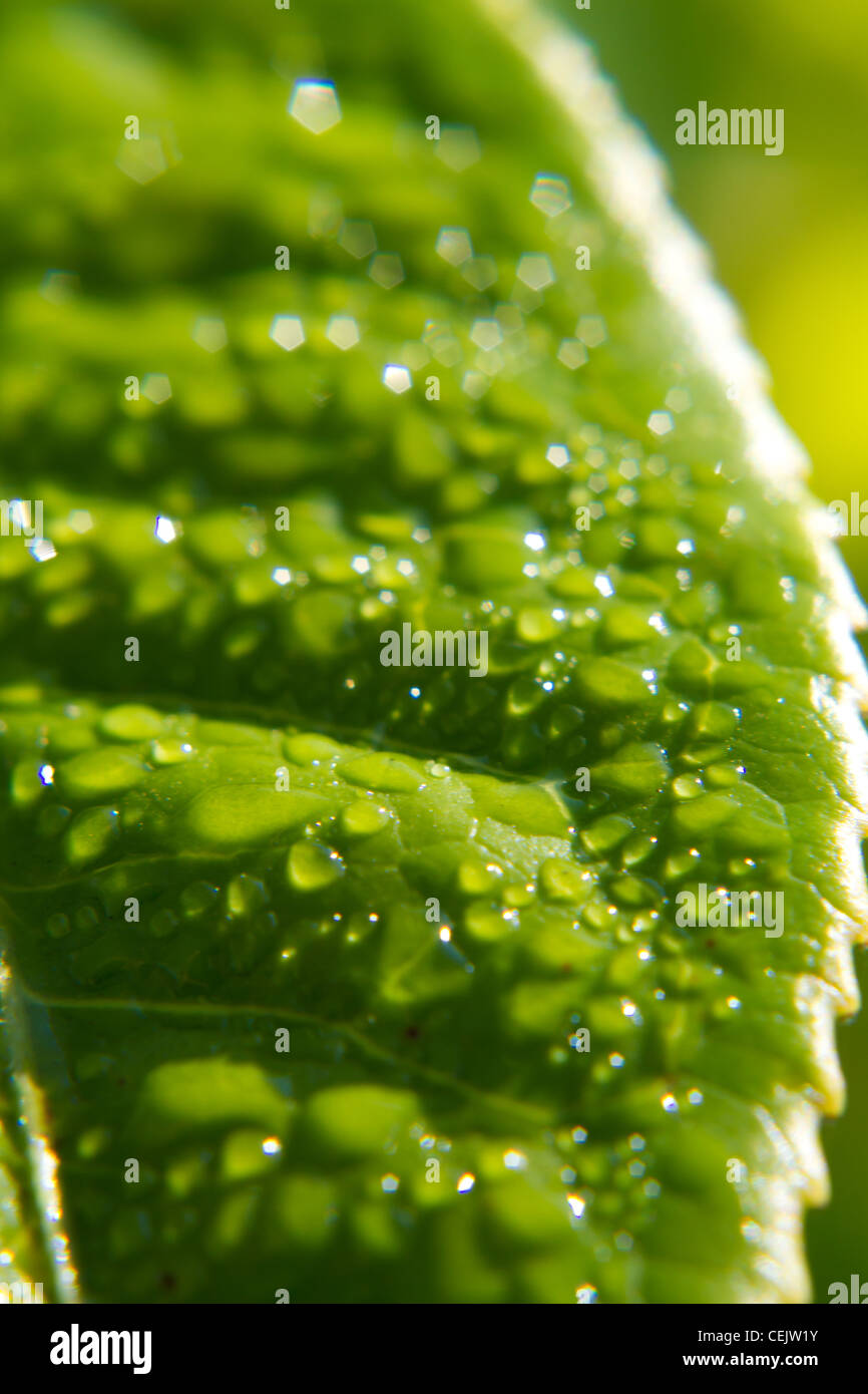 Détails de thé de Munnar, Inde Banque D'Images