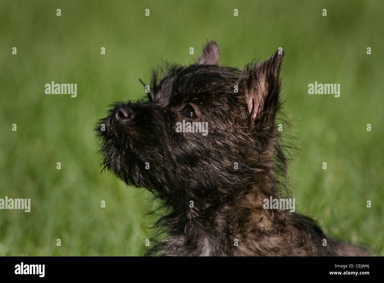 Cairn Terrier-head shot Banque D'Images