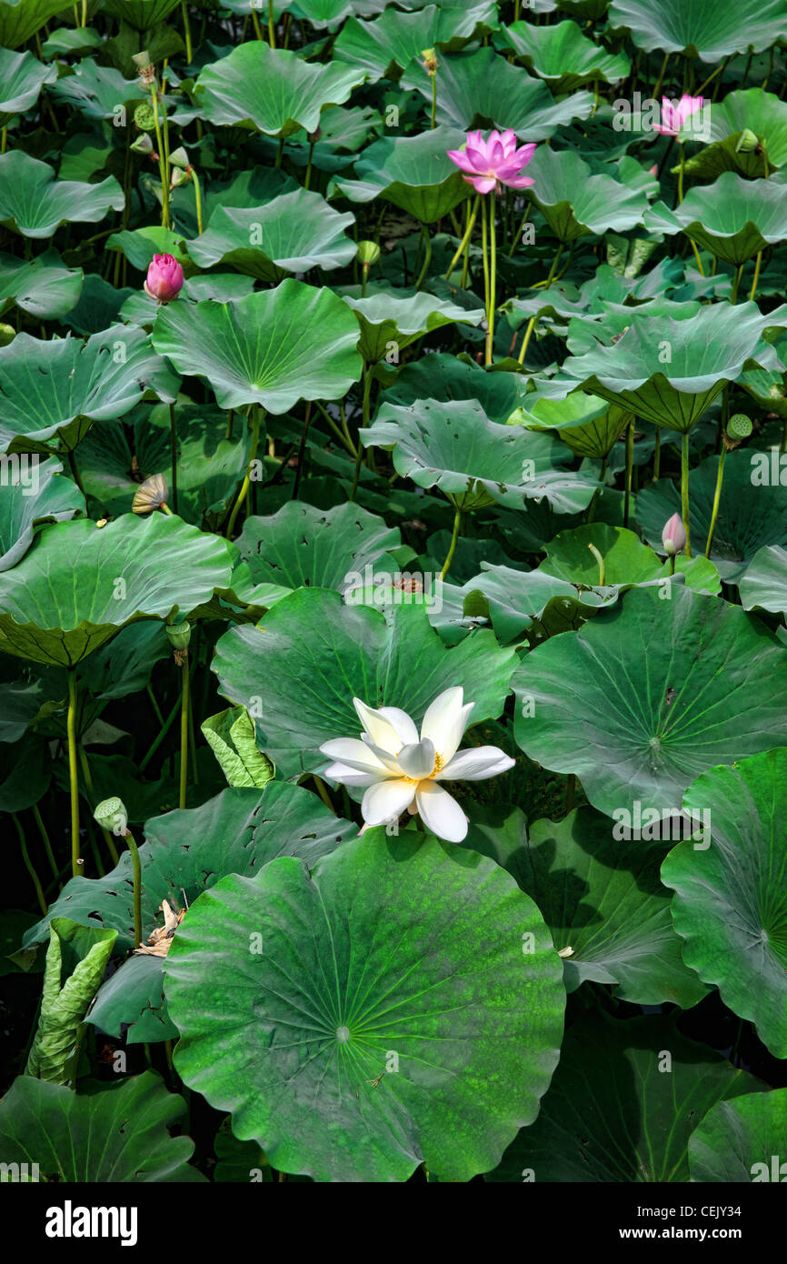 Belle eau lillies dans l'étang de jardin Banque D'Images