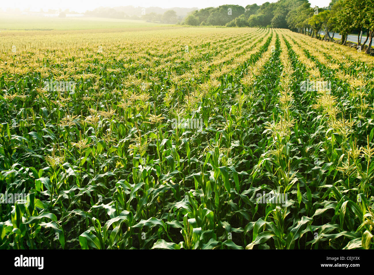 Domaine de la croissance des plants de maïs sucré mi pampilles entièrement dans la lumière du soleil de l'après-midi brumeux at a local family produce farm / Rhode Island. Banque D'Images