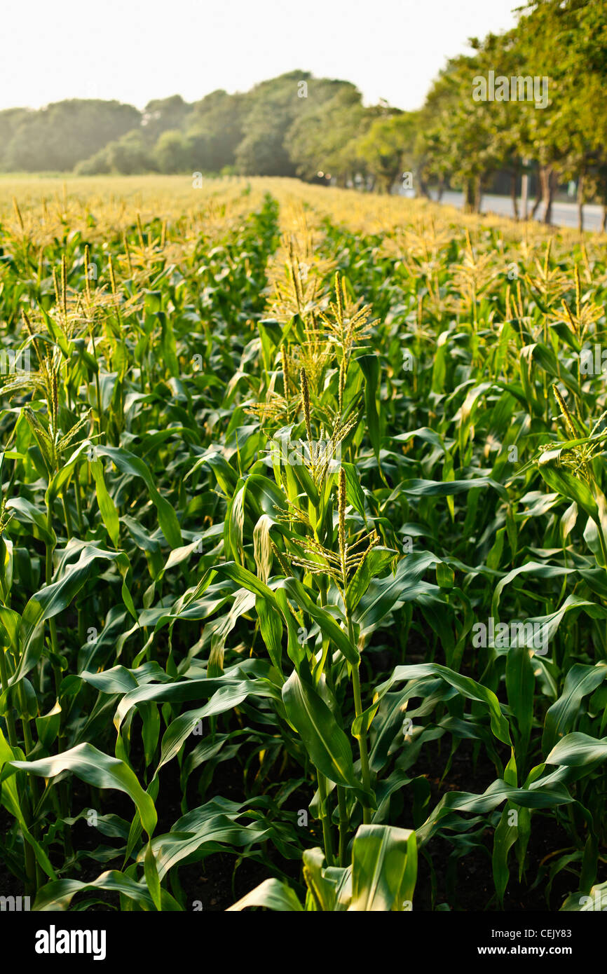 Domaine de la croissance des plants de maïs sucré mi pampilles entièrement dans la lumière du soleil de l'après-midi brumeux at a local family produce farm / Rhode Island. Banque D'Images