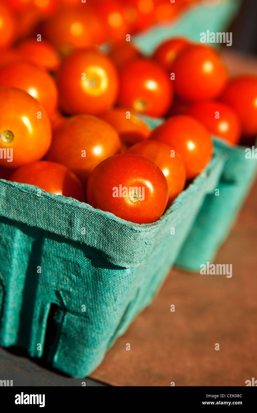 Agriculture - Sucre soleil tomates destinées au marché du frais, dans des boîtes à a local family produce farm / Little Compton, Rhode Island, USA. Banque D'Images