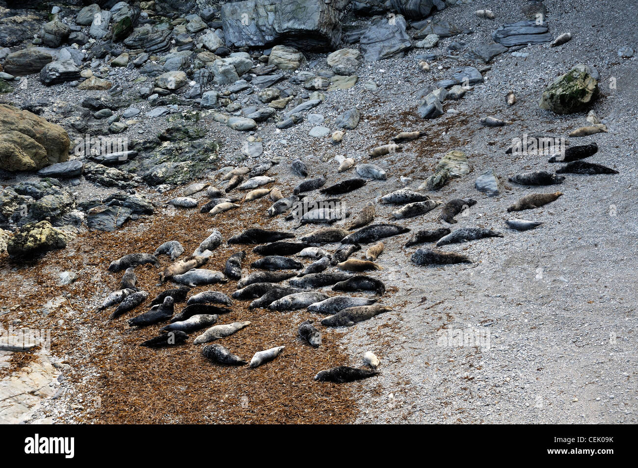 Les phoques gris de mouton Cove, tête de Godrevy vu du South West Coast Path. Extrémité nord de la baie de St Ives, Cornwall, England, UK Banque D'Images