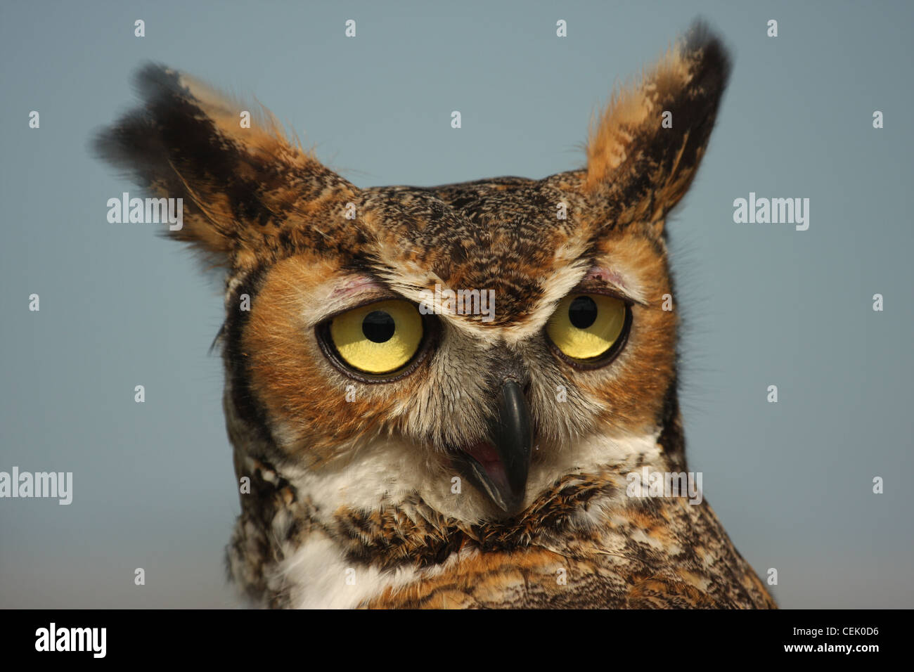 Hibou Banque D'Images