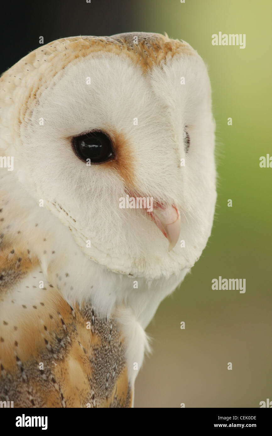 Hibou Banque D'Images