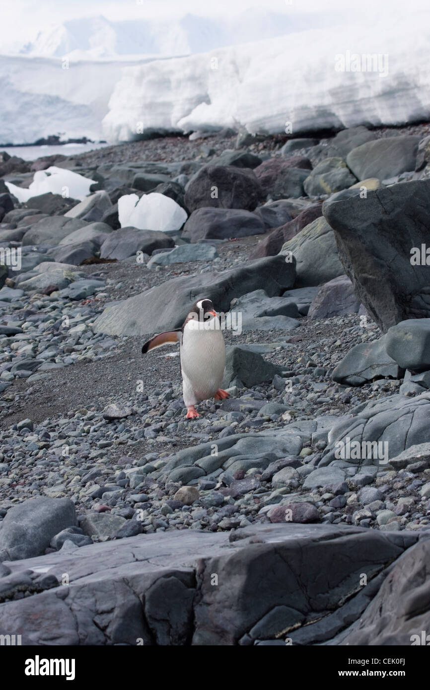 Gentoo pingouin marchant sur des roches dans l'Antarctique Banque D'Images